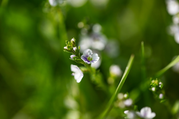 Vista di fiori sfocati naturali