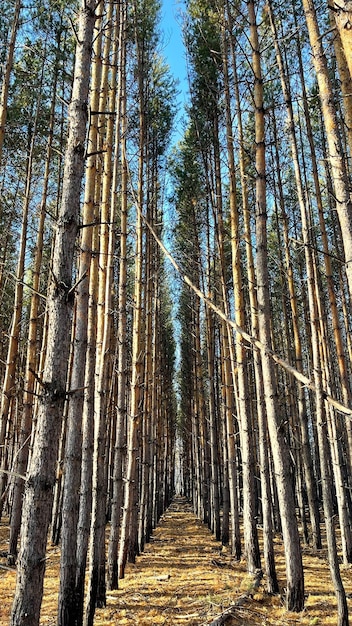 vista di fitti alberi di pino nella foresta