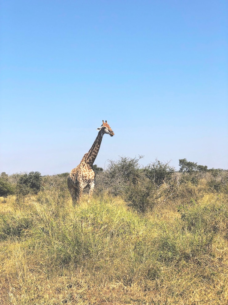 Foto vista di giraffa sul campo contro un cielo limpido