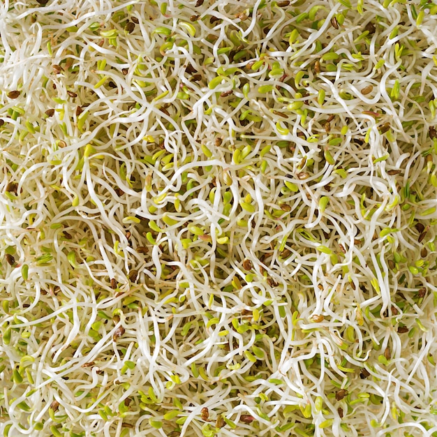 Vista di insalata fresca microgreens da sopra. struttura