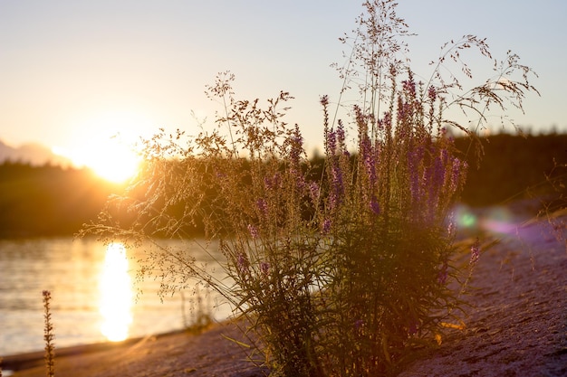 vista di Ladoga skerries al tramonto nella repubblica di Carelia. Foto di alta qualità