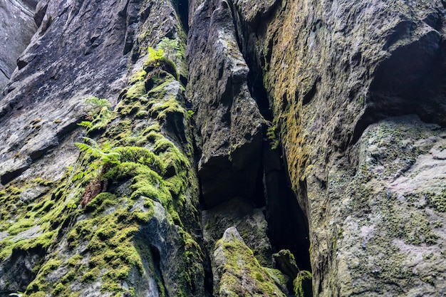 Vista di muschio verde su roccia bagnata muschio su pietra