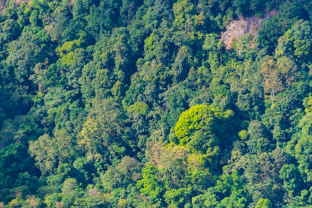 Vista di occhi di uccello sulla foresta tropicale Tailandia