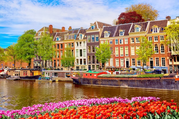 Vista di paesaggio urbano del canale di Amsterdam in estate con un cielo blu e le vecchie case tradizionali. Aiuola variopinta dei tulipani della molla sulla priorità alta.