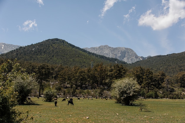 Vista di pascolo degli animali davanti alle montagne