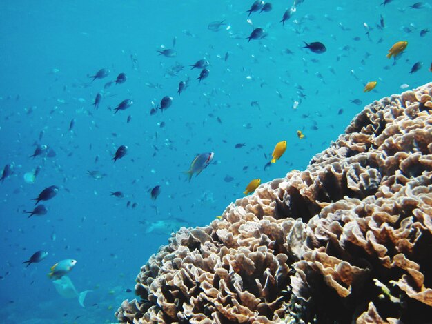 Vista di pesci che nuotano in mare