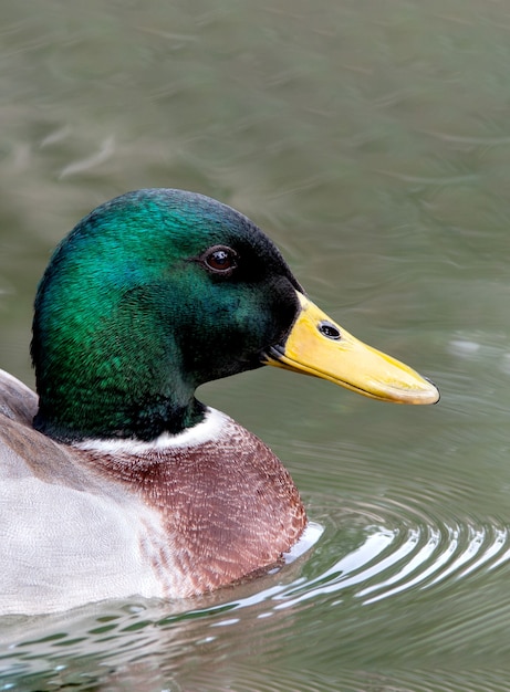 Vista di profilo dell'anatra con una testa verde che nuota nel lago