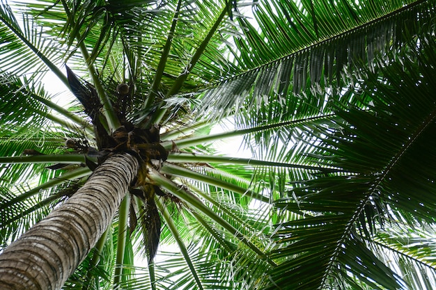 Vista di prospettiva degli alberi del cocco