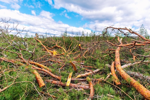 Vista di registrazione della deforestazione di alberi tagliati Estrazione di legno Il concetto di ecologia ambiente riscaldamento globale