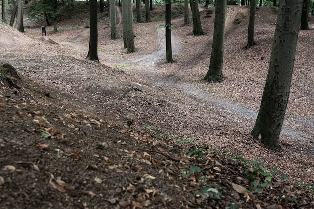 Vista di sentieri nel bosco con rilievo collinare. Concetto di paesaggio, sfondo.