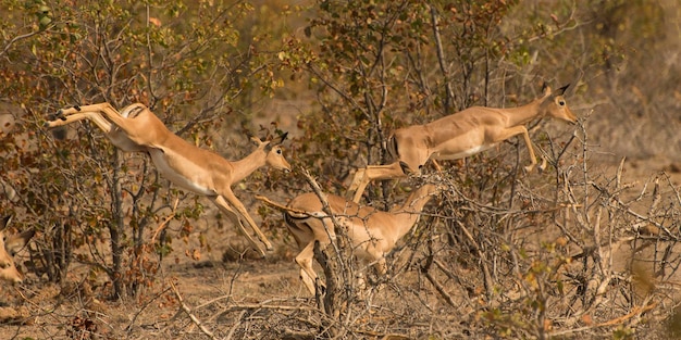 Vista di springbok che salta sul campo nel parco Kruger in Sudafrica