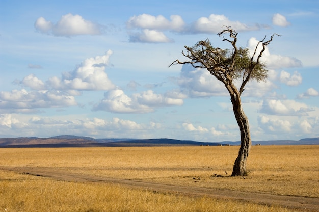 Vista di un albero nel mezzo di una pianura nella riserva naturale del Masai Mara.