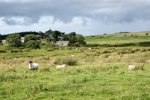 Vista di un allevamento di pecore della Cumbria