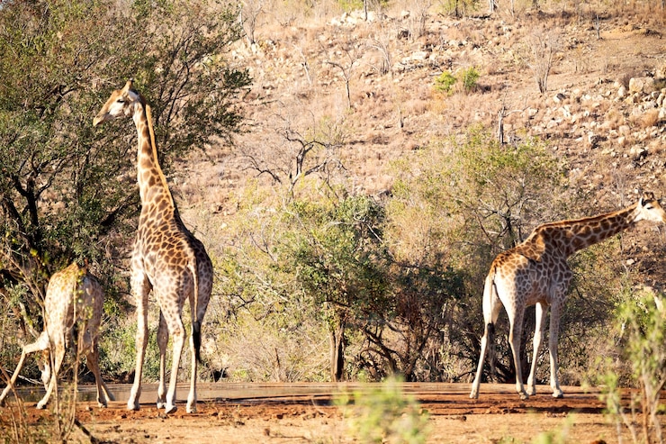 Foto vista di un animale sul campo