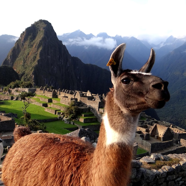 Vista di un animale sulla montagna