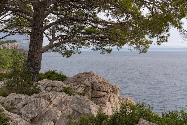 Vista di un bellissimo paesaggio marino In pietre di pino in primo piano Attraverso un albero di pino guardiamo il mare Adriatico in Croazia Bel panorama di alta montagna