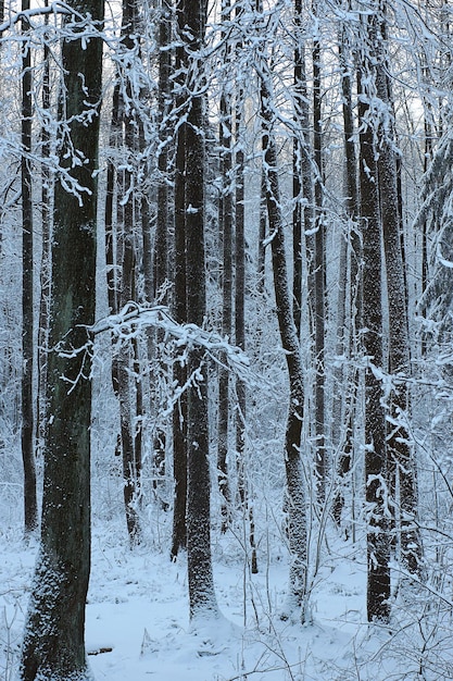 Vista di un bosco con alberi coperti di neve, paesaggio invernale