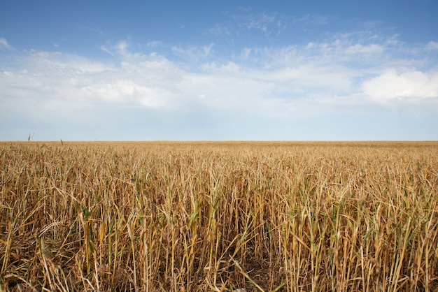 Vista di un campo con grano crescente, cielo blu