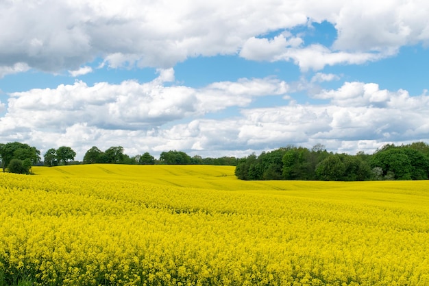 Vista di un campo di colza gialla contro un cielo blu con nuvole bianche
