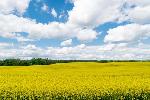 Vista di un campo di colza gialla contro un cielo blu con nuvole bianche