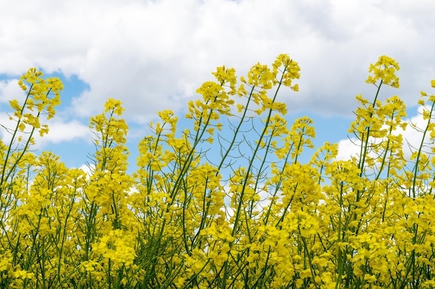 Vista di un campo di colza gialla contro un cielo blu con nuvole bianche