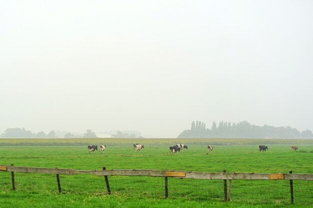 Vista di un campo nebbioso