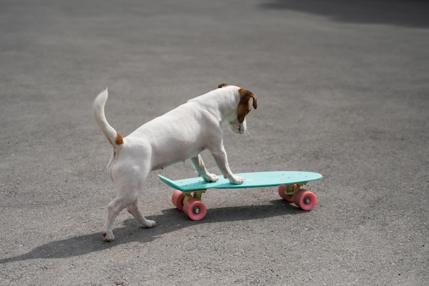 Vista di un cane che fa skateboard su strada