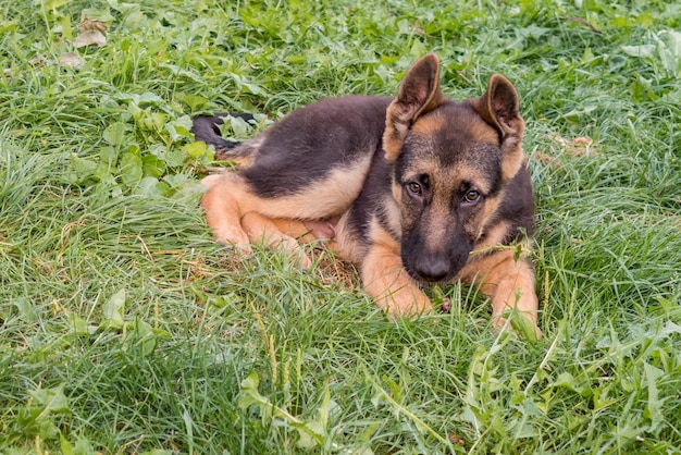 Vista di un cane sdraiato sull'erba