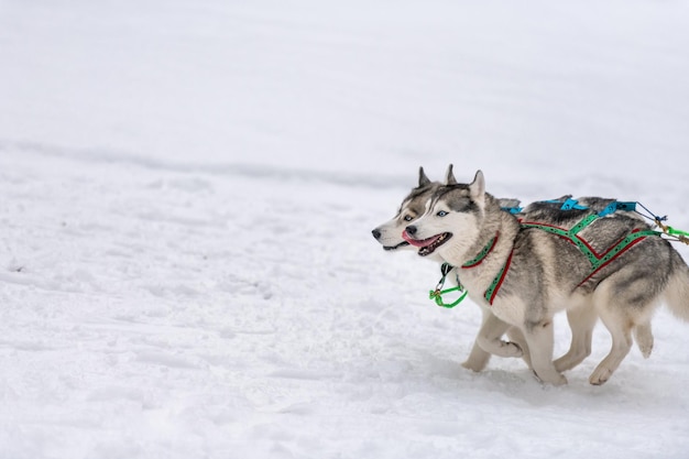 Vista di un cane su un terreno coperto di neve