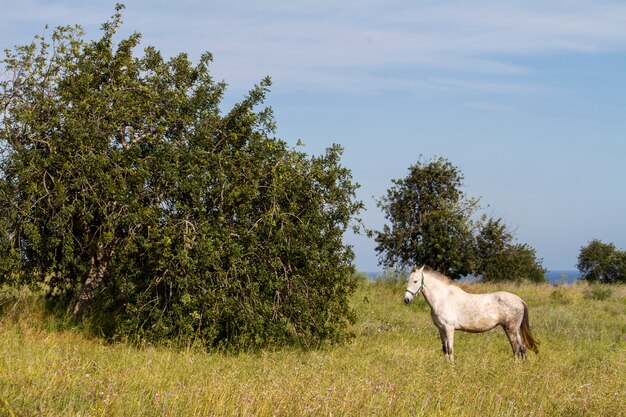 Vista di un cavallo bianco su un campo rurale della campagna.