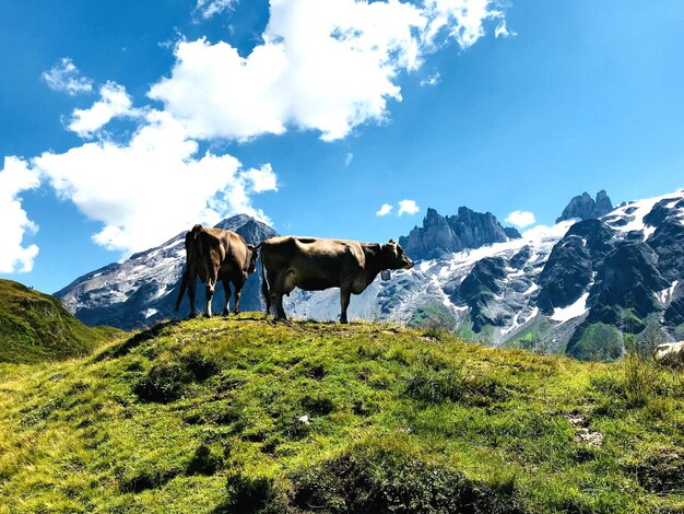 Vista di un cavallo sul paesaggio contro la catena montuosa