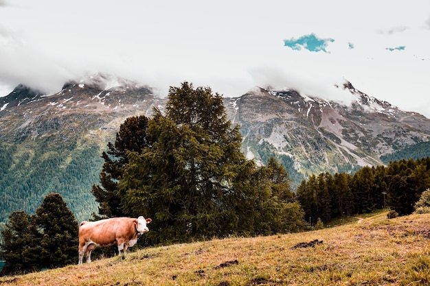 Vista di un cavallo sulla montagna