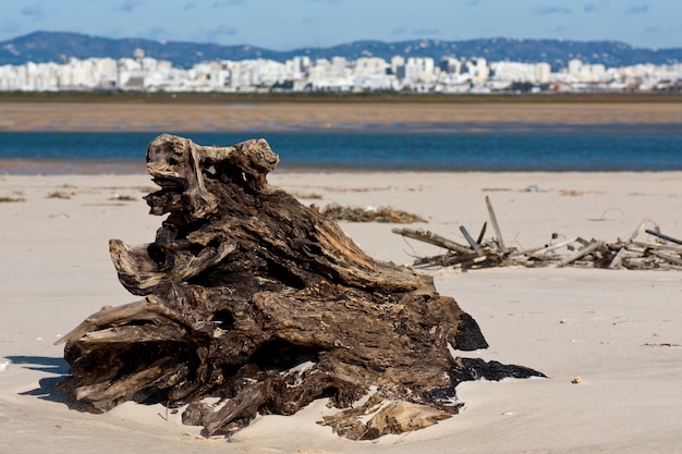 Vista di un ceppo di albero abbandonato sulla spiaggia.
