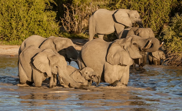 Vista di un elefante che beve acqua dal fiume