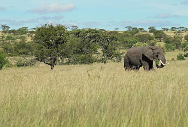 Vista di un elefante nel campo