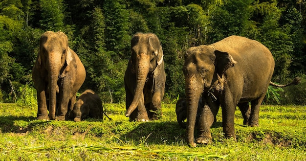 Vista di un elefante nel campo