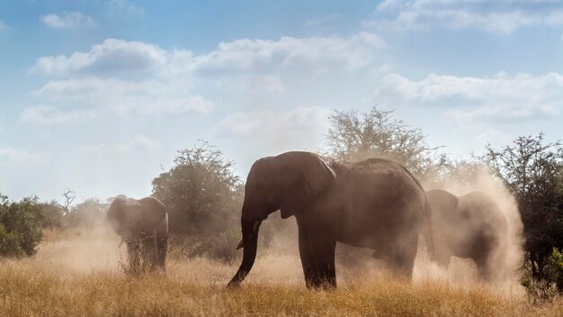 Vista di un elefante sul campo contro il cielo