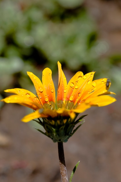 Vista di un fiore di gazania sul giardino coperto di goccioline d&#39;acqua.