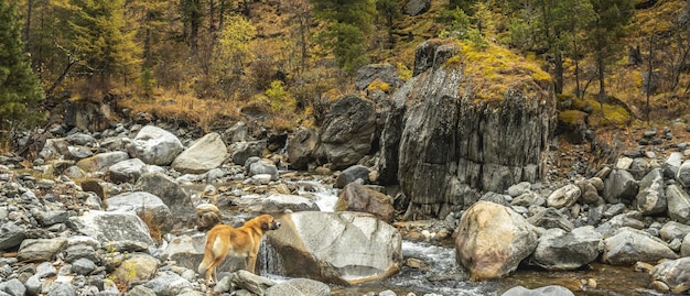 Vista di un fiume di montagna rocciosa nella foresta nebbiosa autunno Colori della natura