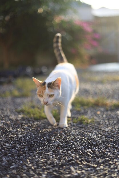 Vista di un gatto sul sentiero