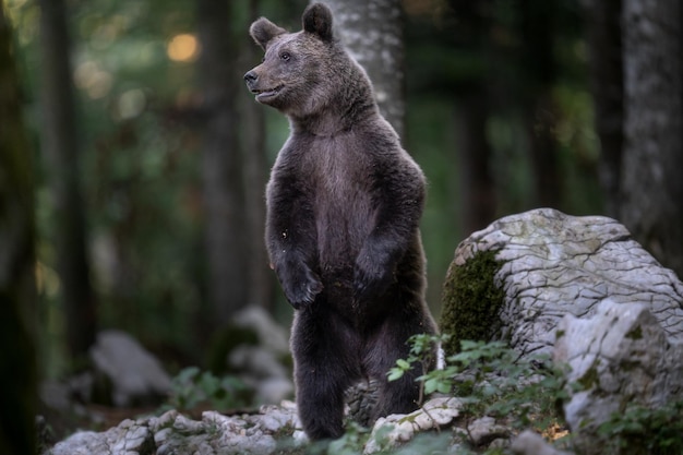 Vista di un orso sulla roccia