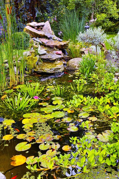 Vista di un piccolo laghetto giapponese con lillypads piante acquatiche verdi fresche canne e piante grasse che crescono in un cortile a casa Caratteristica dell'acqua tranquilla e serena coperta di flora nel giardino