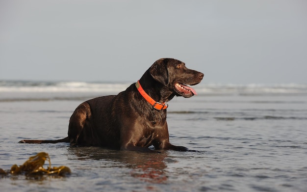 Vista di un retriever al cioccolato seduto sulla spiaggia