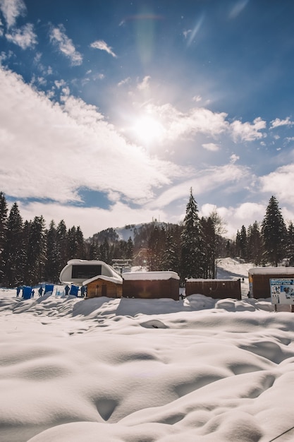 Vista di una foresta coperta di neve