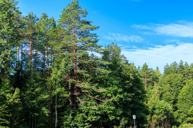 Vista di una foresta mista di latifoglie e conifere in Russia Paesaggio estivo