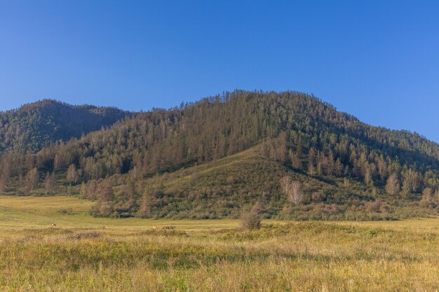 Vista di una mandria di cavalli al pascolo pacificamente