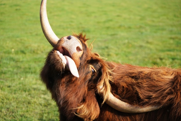 Vista di una mucca di montagna che tira fuori la lingua nel campo in una giornata di sole