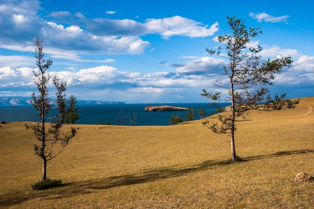 Vista di una piccola isola sul lago Baikal dalla steppa tra due alberi. Conifere di legno. Steppa gialla. Cielo azzurro con belle nuvole.