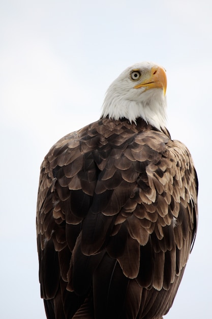 Vista di una rapace americana dell&#39;aquila calva in cima ad una casa.