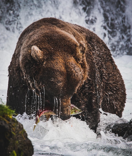 Vista di una rappresentazione di un animale nel fiume